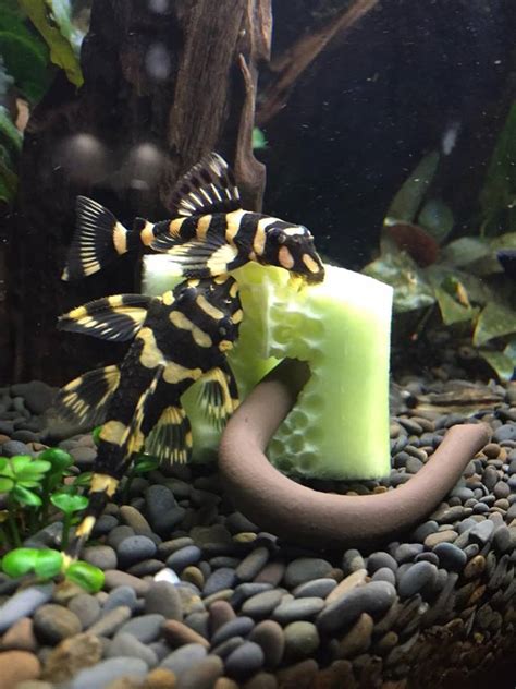 Discover more posts about welse. Ideale Aquarienbedingungen für Welse - nature2aqua