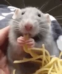 Rat Eating Gifs Get The Best Gif On Giphy