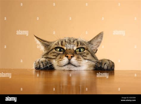 Domestic Cat Head And Paws On Edge Of A Table Stock Photo Alamy