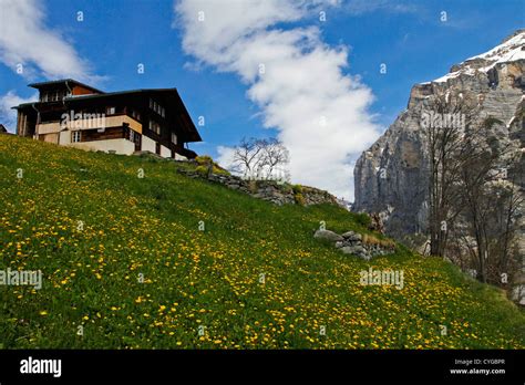 House And Yellow Flowers On A Grassy Slope Gimmelwald Switzerland