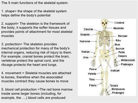 5 Major Functions Of The Skeletal System Slide Share