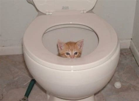 Photos 27 Cats In Unexpected Places Funny Cat Photos Kittens Cutest