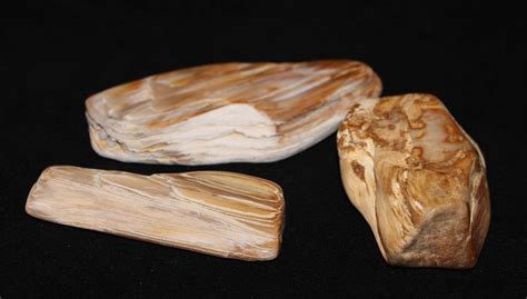 Cypress Petrified Wood Celestial Earth Minerals