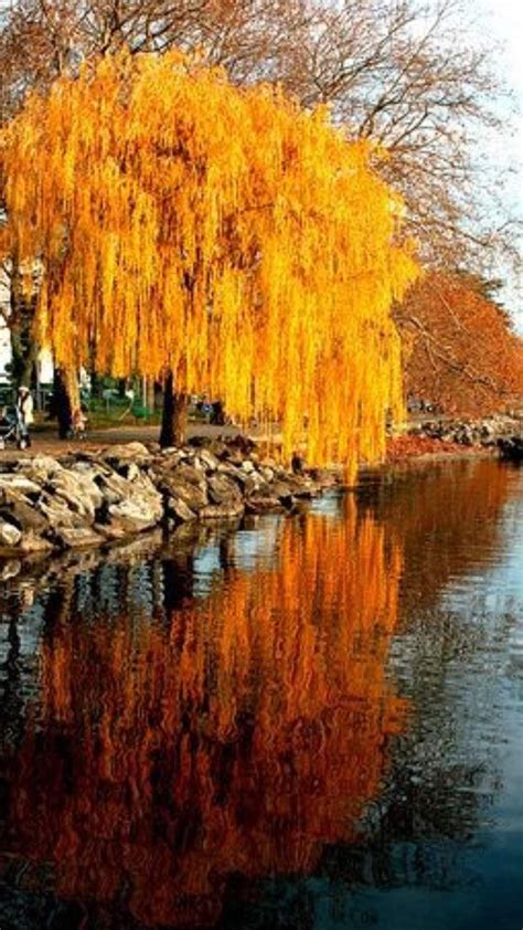 Pin By Valerie Dennison On Amazingly Beautiful Nature Weeping Willow