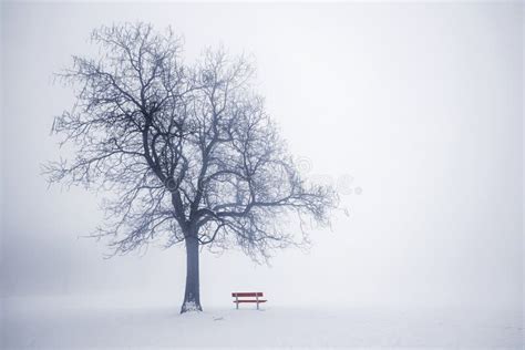 Winter Tree In Fog Stock Photo Image Of Solitary Misty 31256240