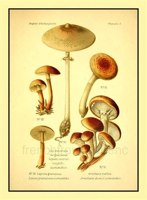 Antique French Illustration Digital Mushrooms Print Armillaria Etsy