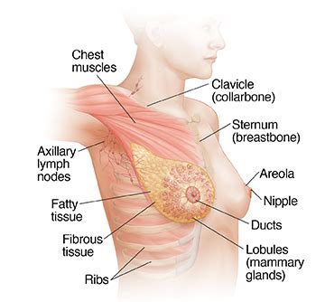 Internal parts of the body. Breast Anatomy | Saint Luke's Health System