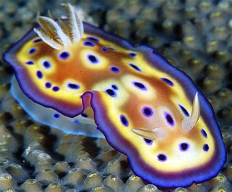 Maybe you would like to learn more about one of these? Aqua Marine Discovery: Sea Slugs Part 3