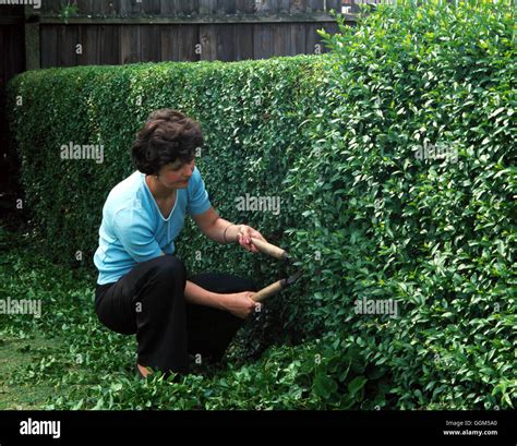 Hedge Care Trimming Of Privet Hedge Ligustrum Tas022335 Stock Photo