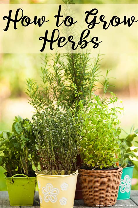 How To Grow Herbs Simple Living Creative Learning