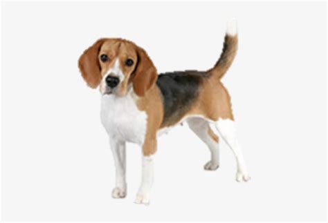 beagle clipart transparent background beagle transparent background transparent