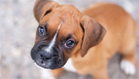The 10 best dog foods to buy in the uk. 10 Best Dog Foods For Boxers (2020 Guide)