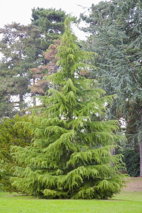 Learn About The Beautiful Weeping Deodar Cedar Evergreen Trees