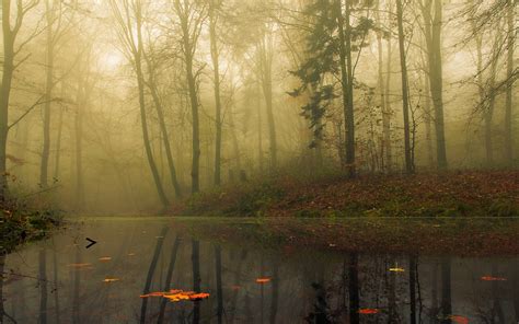 Nature Landscape Mist Forest Morning Trees Leaves Fall Water