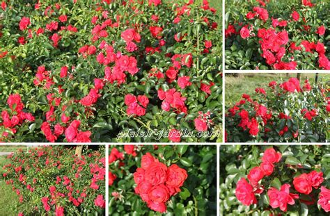 The most rosier families were found in the usa in 1880. Le rosier paysager Kadora - plaisir-jardin.com
