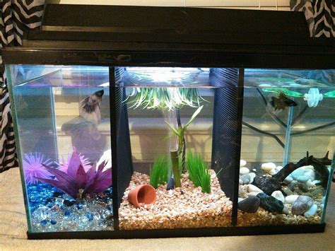 Multiple Betta Fish Tank Ideas Bettakus