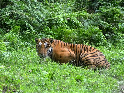 Number Of Tigers In The Wild Rises For First Time In Over Years