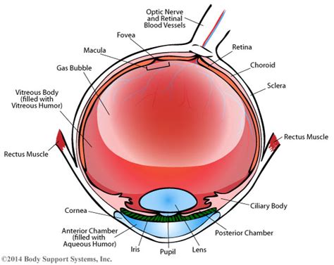 Retinal detachments are ophthalmologic emergencies and need to be treated immediately with surgery. Comfortable Face Down Recovery After Eye Surgery - Body ...