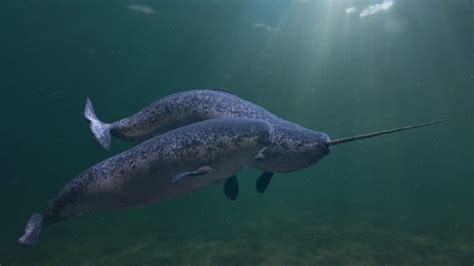 What Do Narwhals Eat A Z Animals