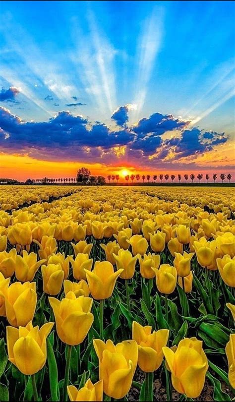 🌷 🌷 🌷 Yellow Tulips Tulips Flowers Wild Flowers Amazing Nature