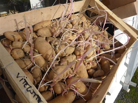 Peut On Manger Une Pomme De Terre Germée - 29 JANVIER - pommes de terre germées...à dégermer - PASSION POTAGER