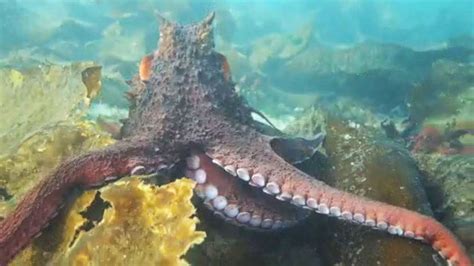 What A Catch Bc Viral Video Captures Northern Giant Pacific Octopus