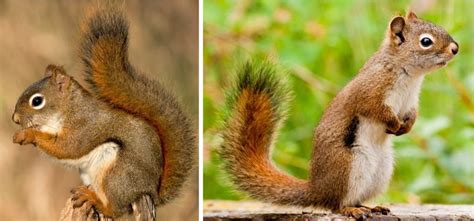 4 Types Of Squirrels That Live In Indiana 2024 Bird Watching Hq