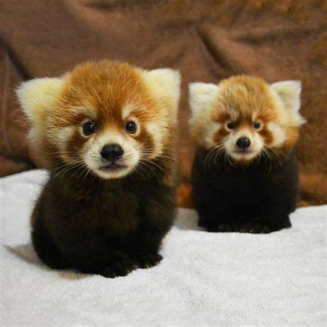 25 Bästa Baby Red Pandas Idéerna På Pinterest Röda Pandor Pandor