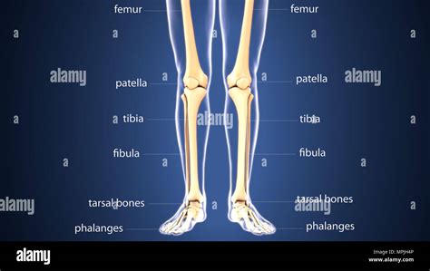 3d Illustration Of Human Body Leg Joint Bones Anatomy Stock Photo Alamy