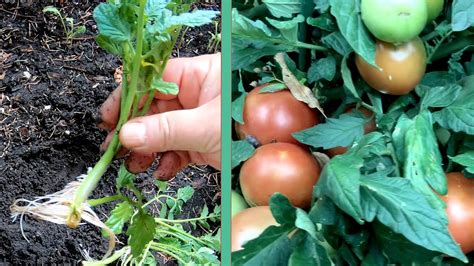 How To Prune Tomatoes For Best Crop Youtube