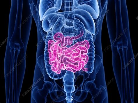small intestine illustration stock image f027 6056 science photo library