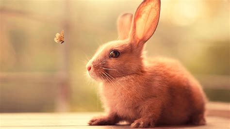 Cute Brown Rabbit Is Watching Butterfly Flying Hd Animals