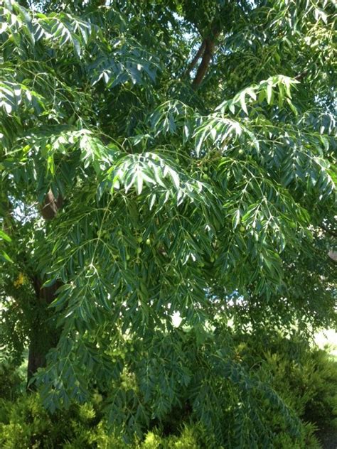 White Cedar Melia Azedarach Your Tree May Be What Is Commonly Known