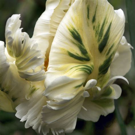 Tulip White Parrot Easy To Grow Bulbs