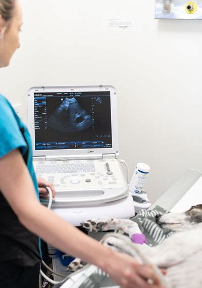Ultrasonography Pet Ultrasound Happy Paws Veterinary Clinic