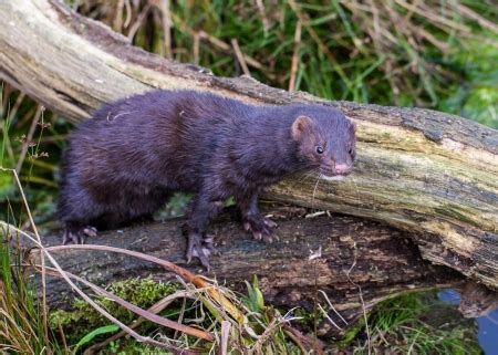 Approximately how long do weasels live? Mink Habitat - Where Do Mink Live?