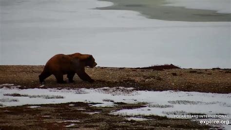 2020 06 03 Barren Ground Grizzly Spotted On Polar Bear Cam Pt 1 Youtube