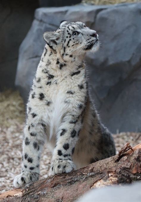 Snow Leopard Cubs Welcomed At Northumberland Zoo Bbc News