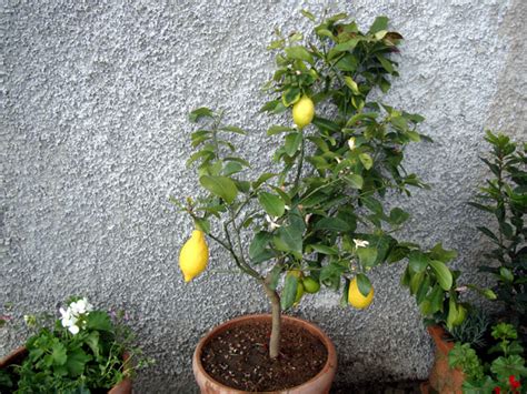 He and nix are no longer together, having broken up in germany, but they still maintain a tenuous. All the flowers of the field - and a lemon tree!
