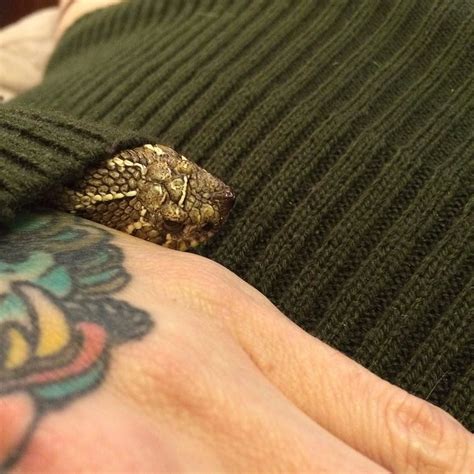 A Snake In My Sleeve Hognose By Missmonstermel Snakes Nose Bio Wedding Rings Engagement
