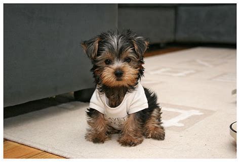 Tusentals nya, högkvalitativa bilder läggs till varje dag. Cute Yorkie-Poo Puppies | Genevieve Warburton