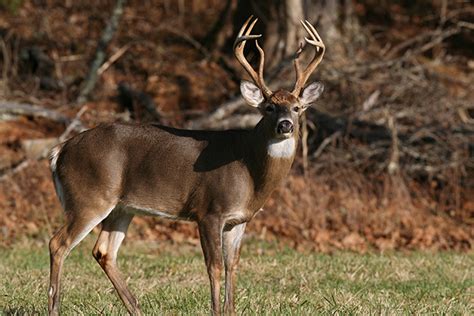 2017 Missouri Deer Forecast Game And Fish