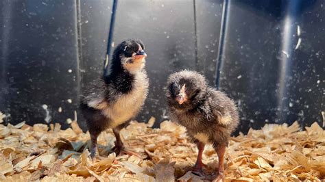 How To Incubate Chicken Eggs And Hatch Chicks Exmarks Backyard Life