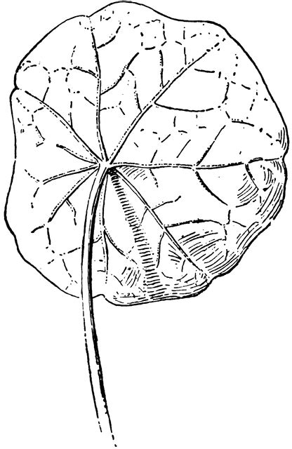 Having a flat circular structure attached to a stalk near. Peltate | ClipArt ETC