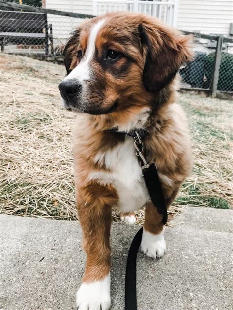 Our Majestic Bernese Mountain Dog Mix Puppy Aww In 2020 Cute Dog