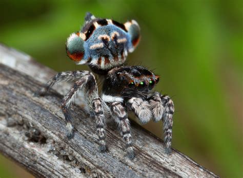 Peacock Spiders Discovered: See Photos of the New Species | Time