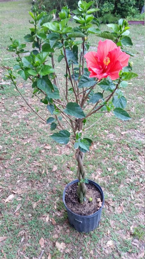 1 Large Braided Hibiscus Tree Single Red Flowers Tropical