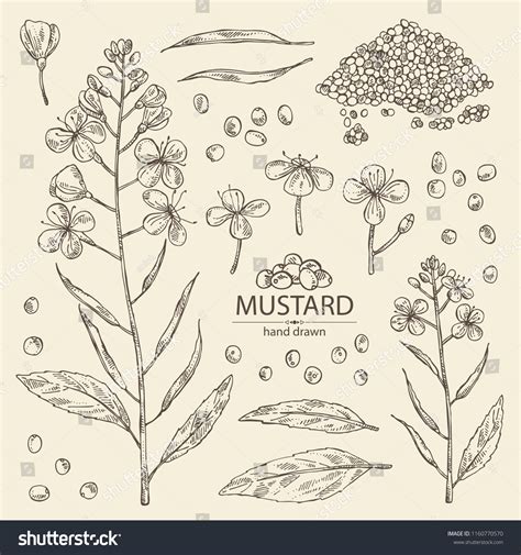21732 Mustard Drawing Images Stock Photos And Vectors Shutterstock