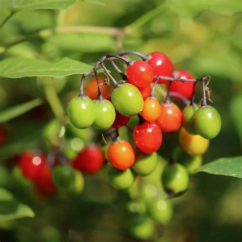 27 Berries That Are Poisonous Stay Away From Them Survival Sullivan