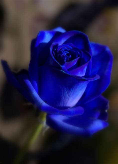 My Blue Rose Beautiful Rose Flowers Beautiful Roses Beautiful Flowers